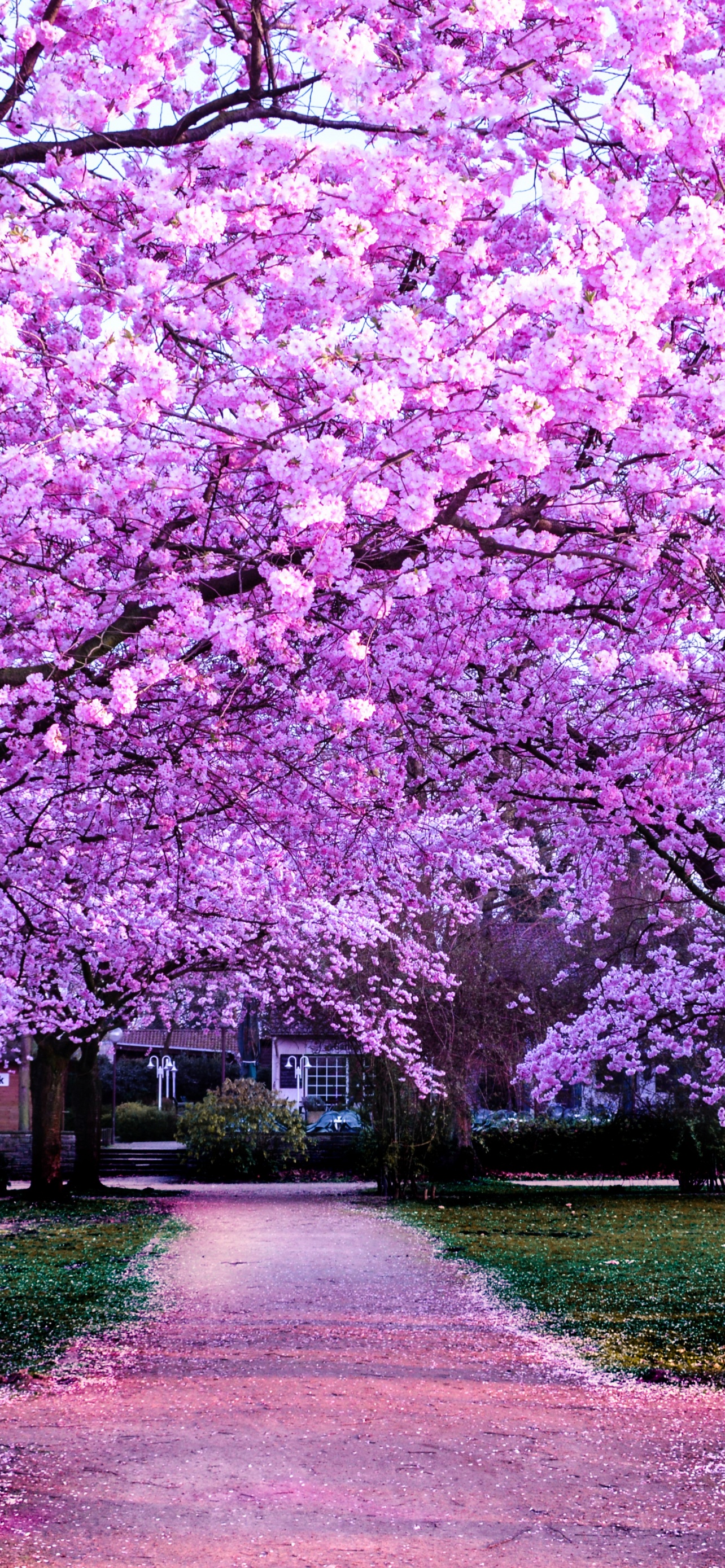 Cherry Blossom Trees Wallpaper 4K, Purple Flowers, Pathway, Nature