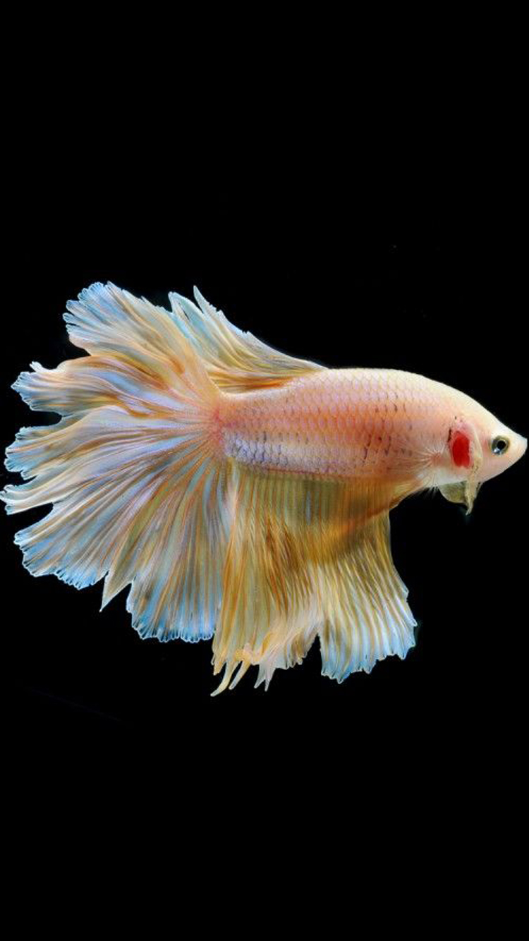 Apple iPhone 6s Wallpaper with Gold Albino Betta Fish in black Background (19 of 20) Wallpaper. Wallpaper Download. High Resolution Wallpaper