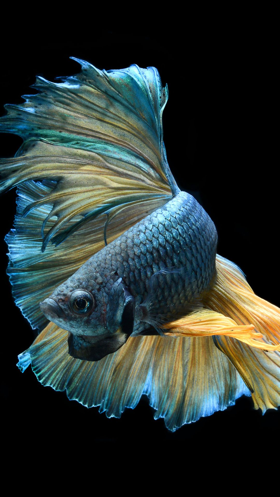 Fish iPhone Wallpaper