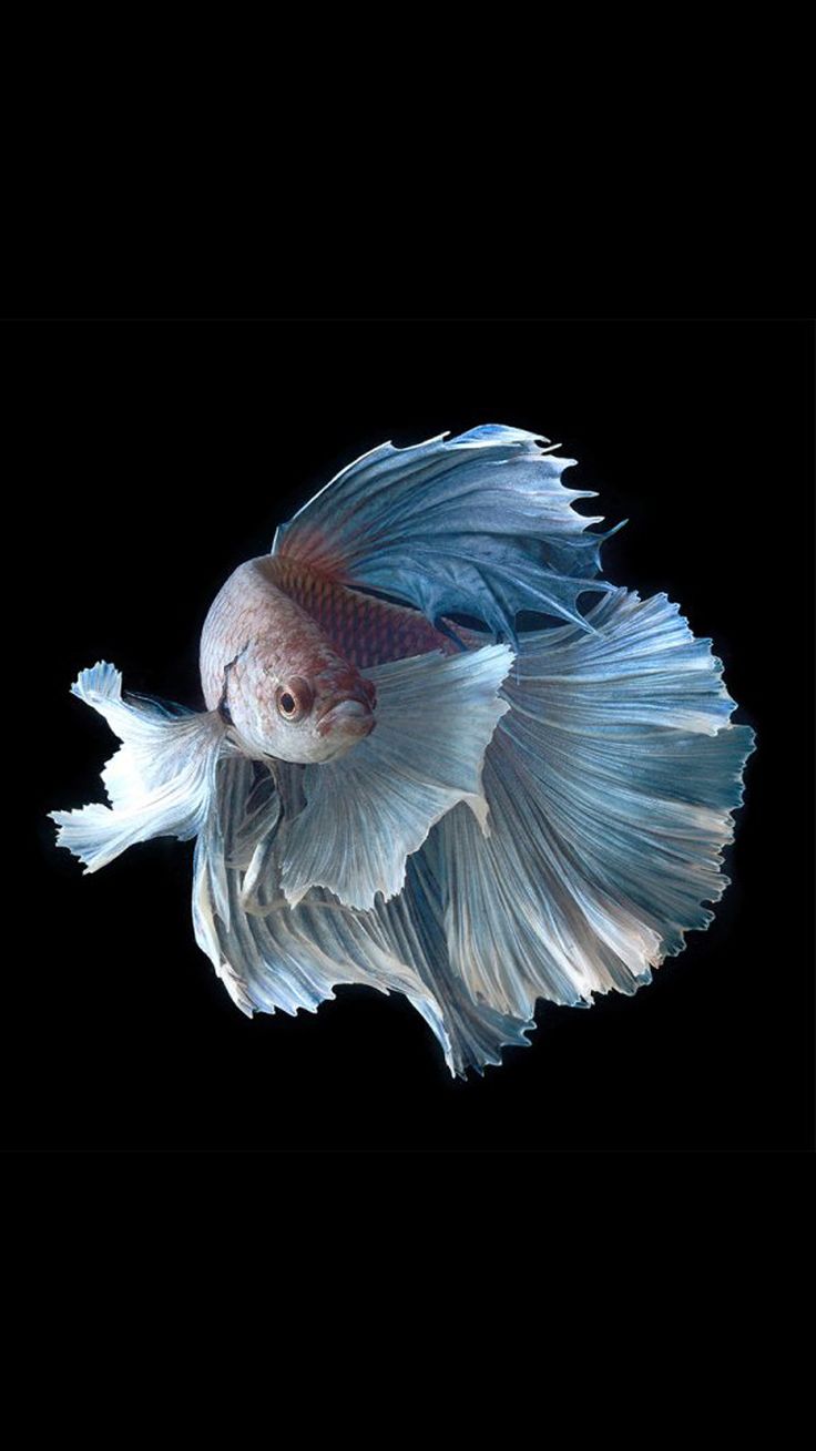 apple fish wallpaper, blue, feather, tail, wing