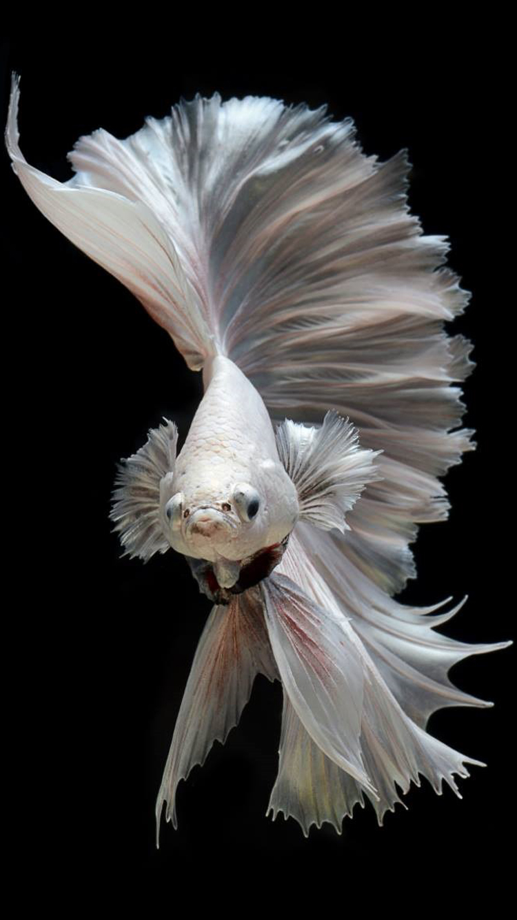 Free Wallpaper for iPhone 7 and iPhone SE with Albino Betta Fish Picture 16 of 20 Wallpaper. Wallpaper Download. High Resolution Wallpaper