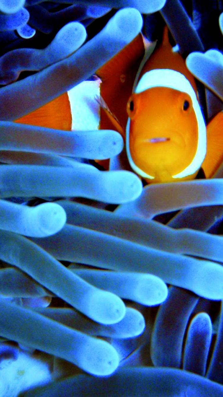 iPhone Clown Fish Wallpaper On Genchi Barrier Reef Wallpaper & Background Download