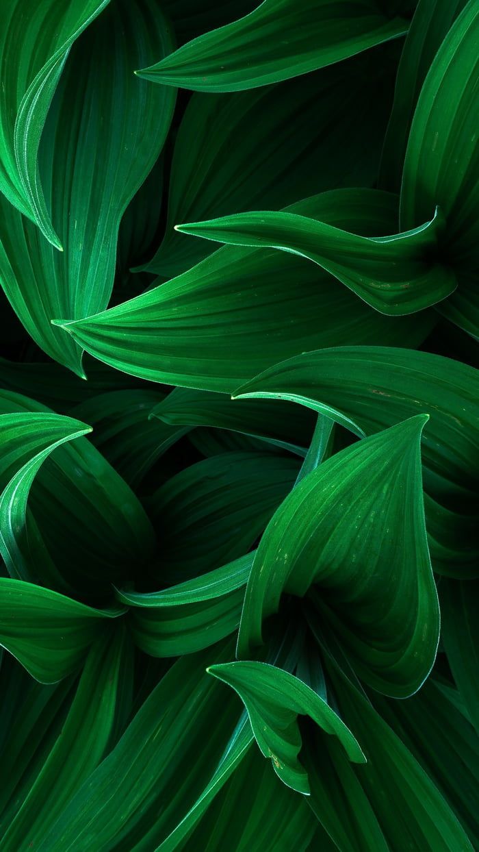 Wallpaper. Dark green aesthetic, Green wallpaper, Beautiful landscape wallpaper