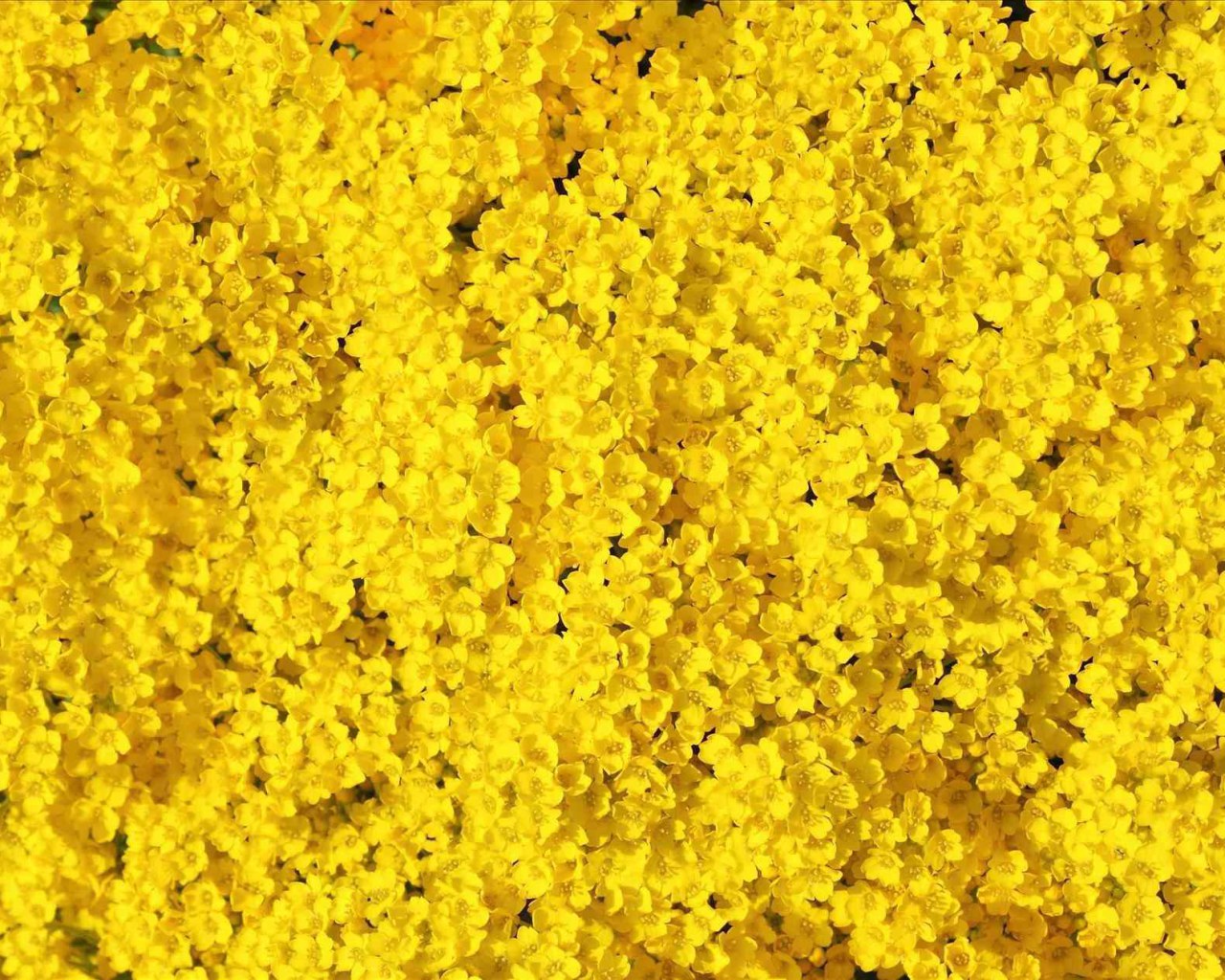 Aesthetic Yellow Desktop Wallpaper • Wallpaper For You