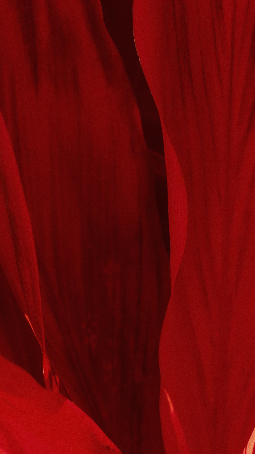 Red Silk Picture. Download Free Image