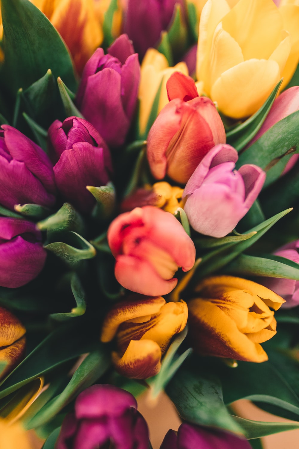 Spring Wallpapers: Free HD Download [500+ HQ]