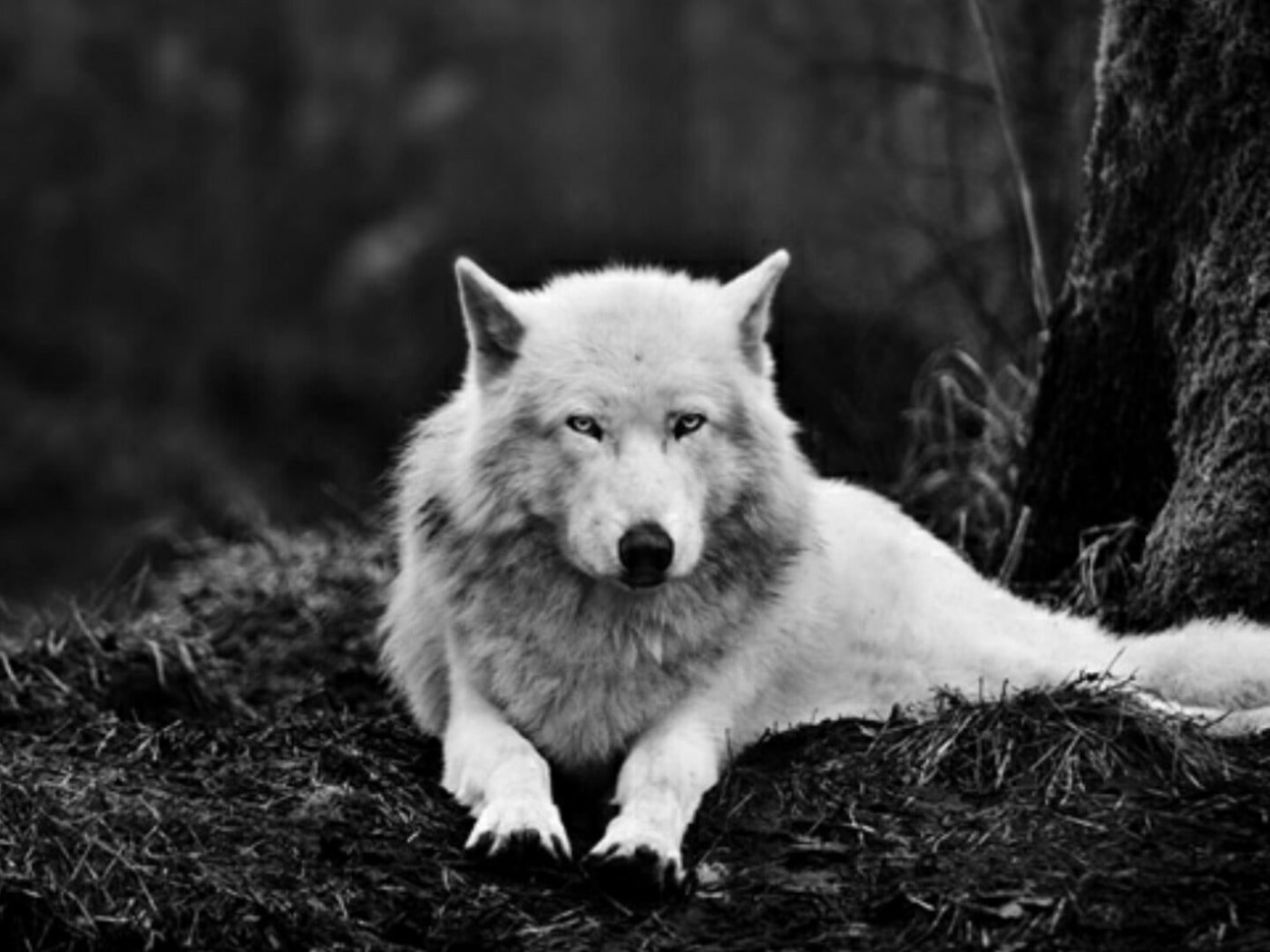 Wolf Wallpaper, Alaskan Tundra Wolf, White Wolf, Black And White, Wildlife • Wallpaper For You