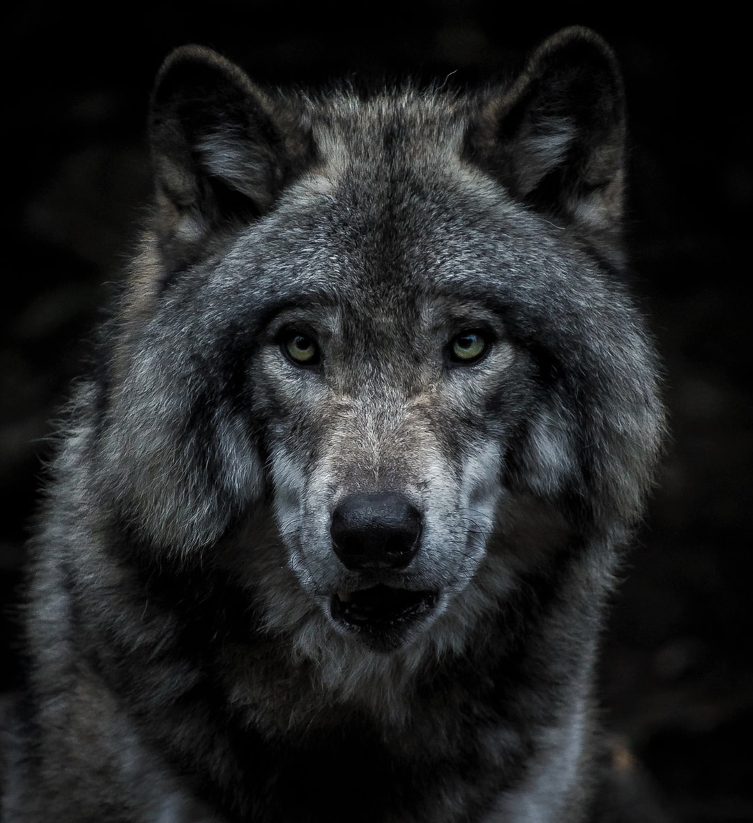 All 28+ Wallpapers black and white wolf wallpapers Completed