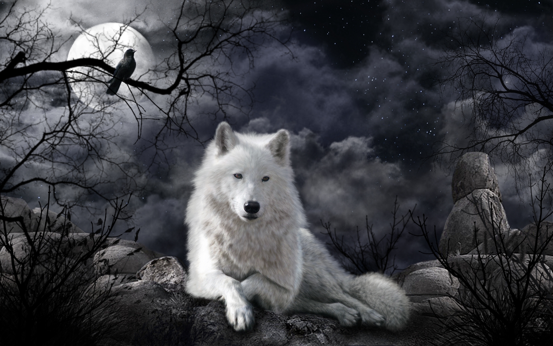 White Wolf Animal Wolf HD Wallpaper