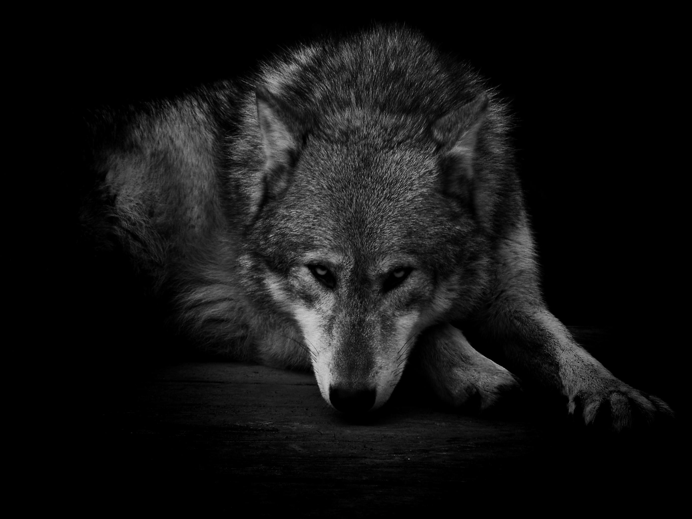 Dark Wolf Wallpaper background picture