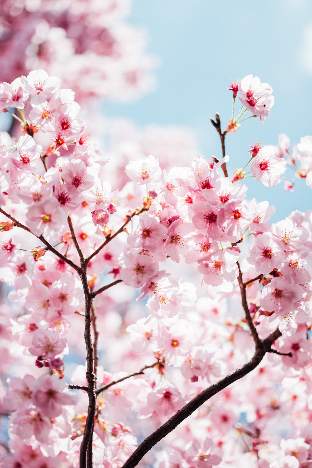 Japanese Cherry Blossom Picture [HD]. Download Free Image