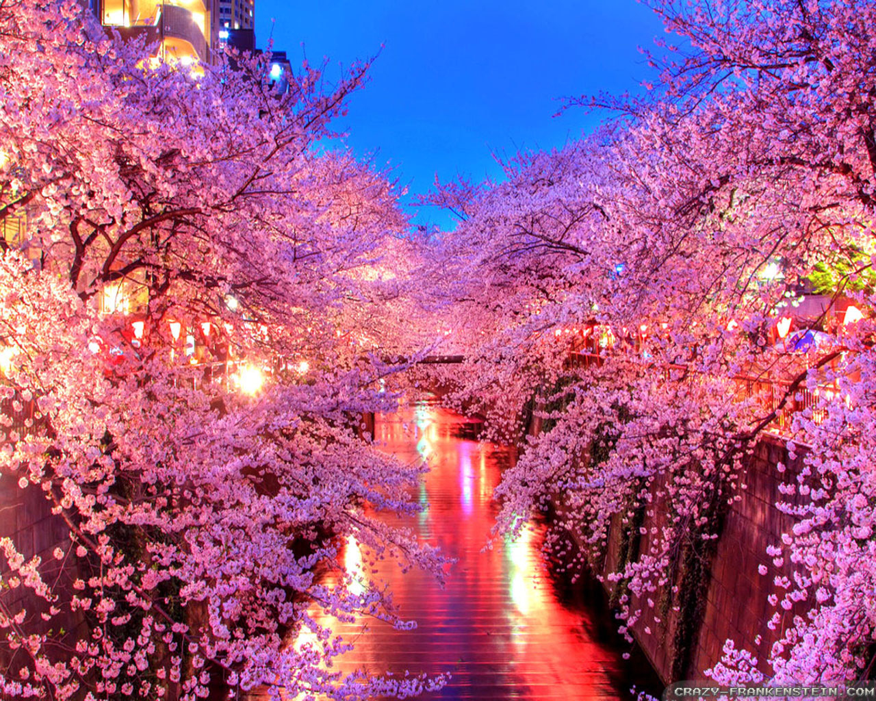 Japanese Sakura At Night Sakura Night