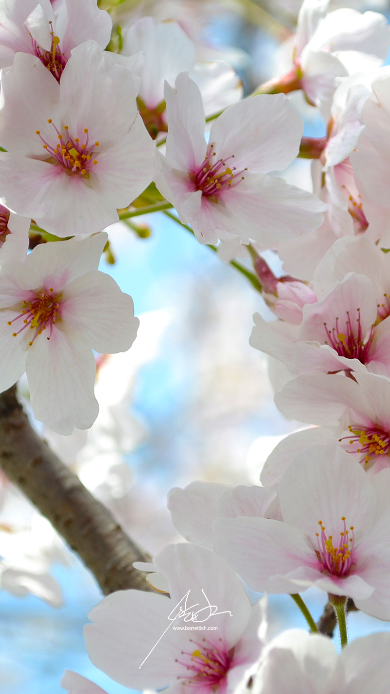 Free Japanese Cherry Blossom Smartphone Wallpaper