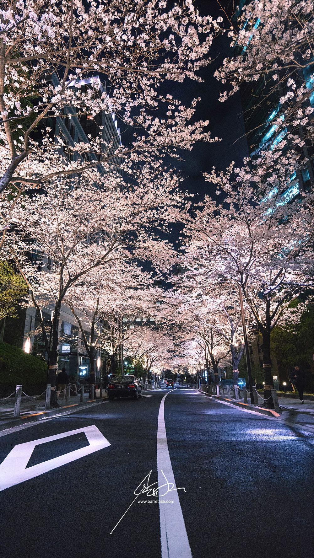 Free Japanese Cherry Blossom Smartphone Wallpaper