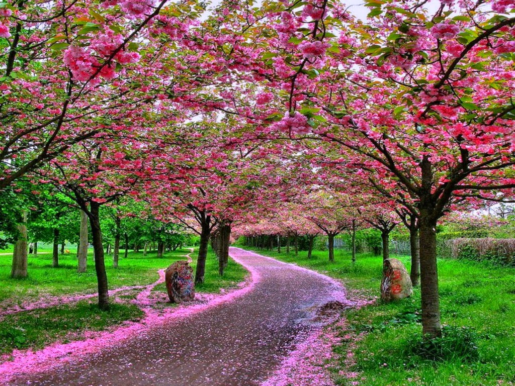My Rose: Japanese Cherry Blossom Garden Wallpaper
