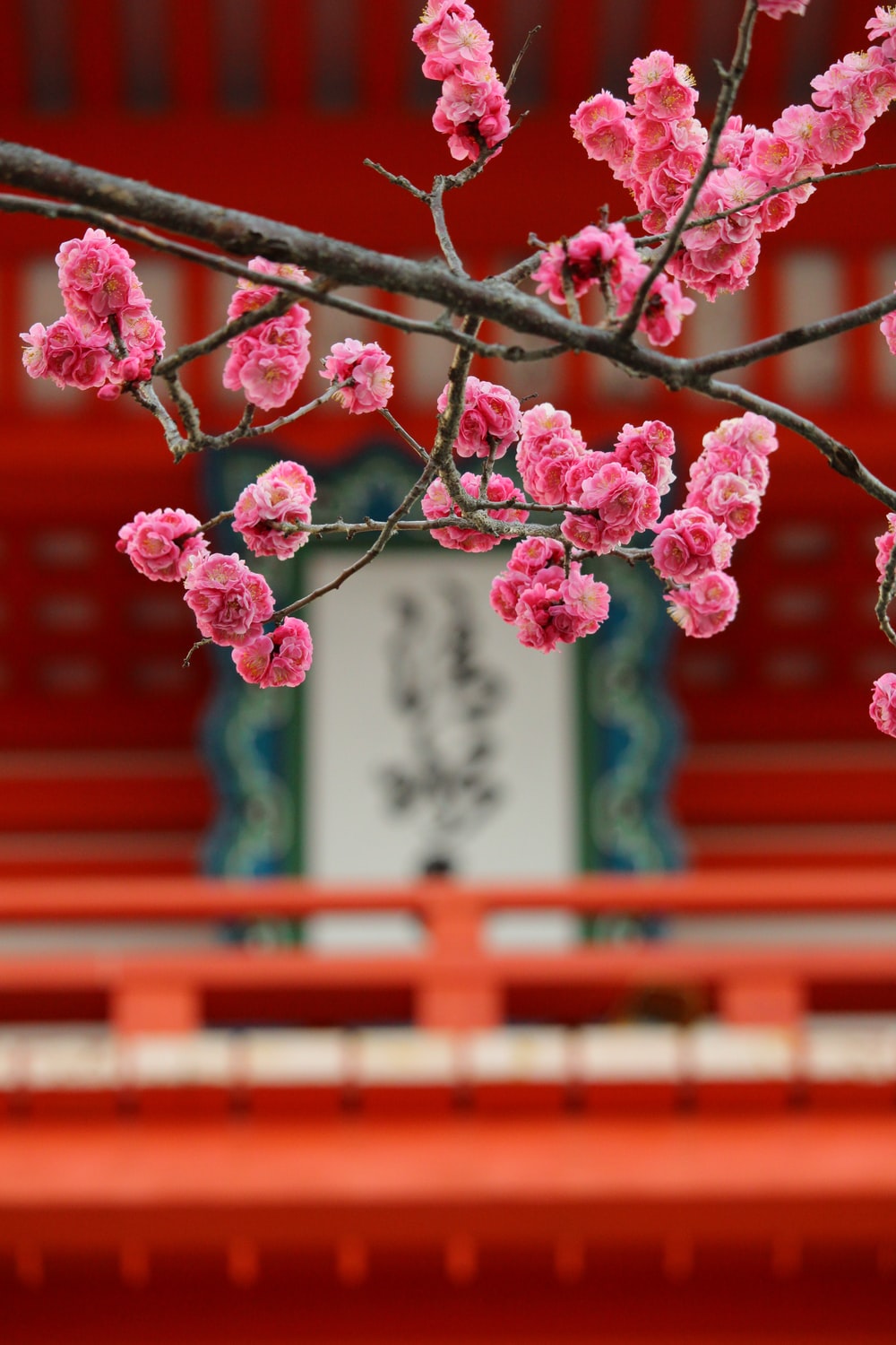 Japanese Cherry Blossom Picture [HD]. Download Free Image