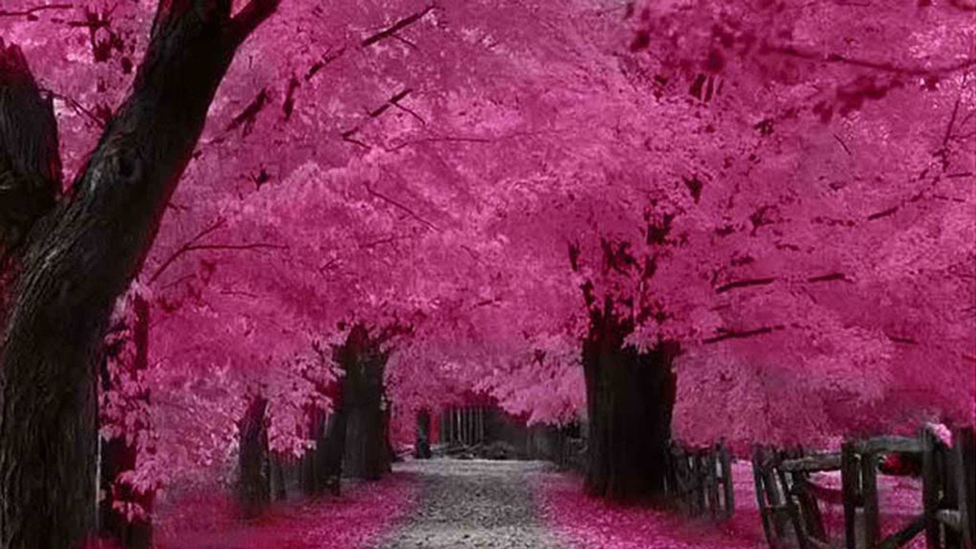 Hd Wallpaper Cherry Blossom HD