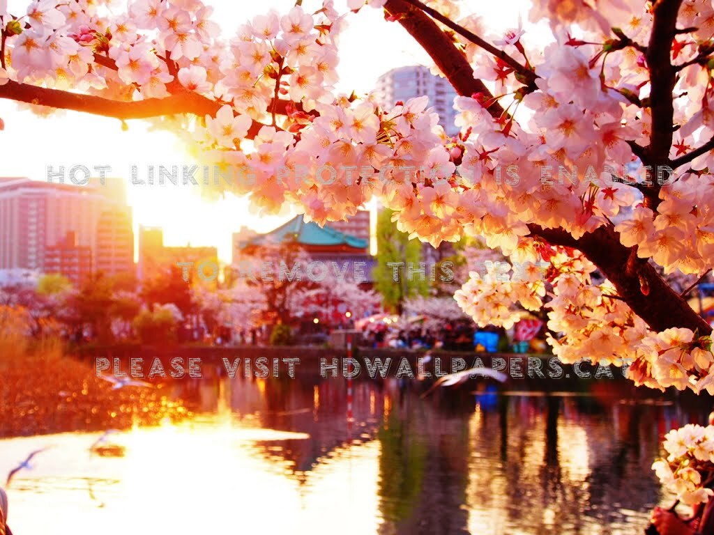 sakura lake cherry blossom japanese nature
