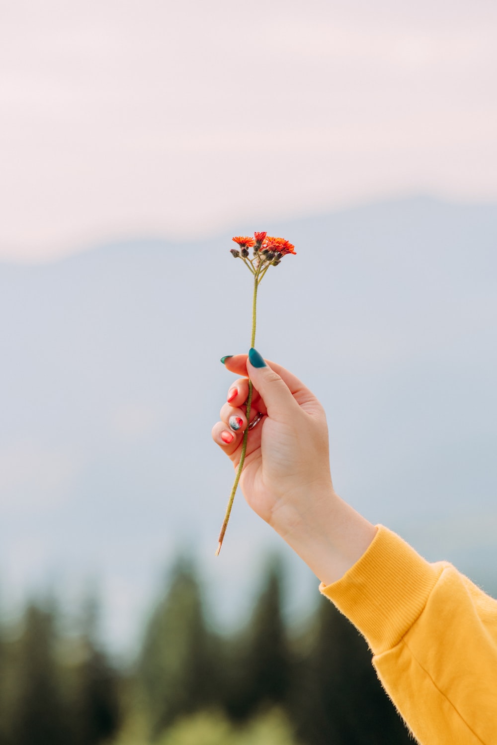 Hand Flowers Picture. Download Free Image