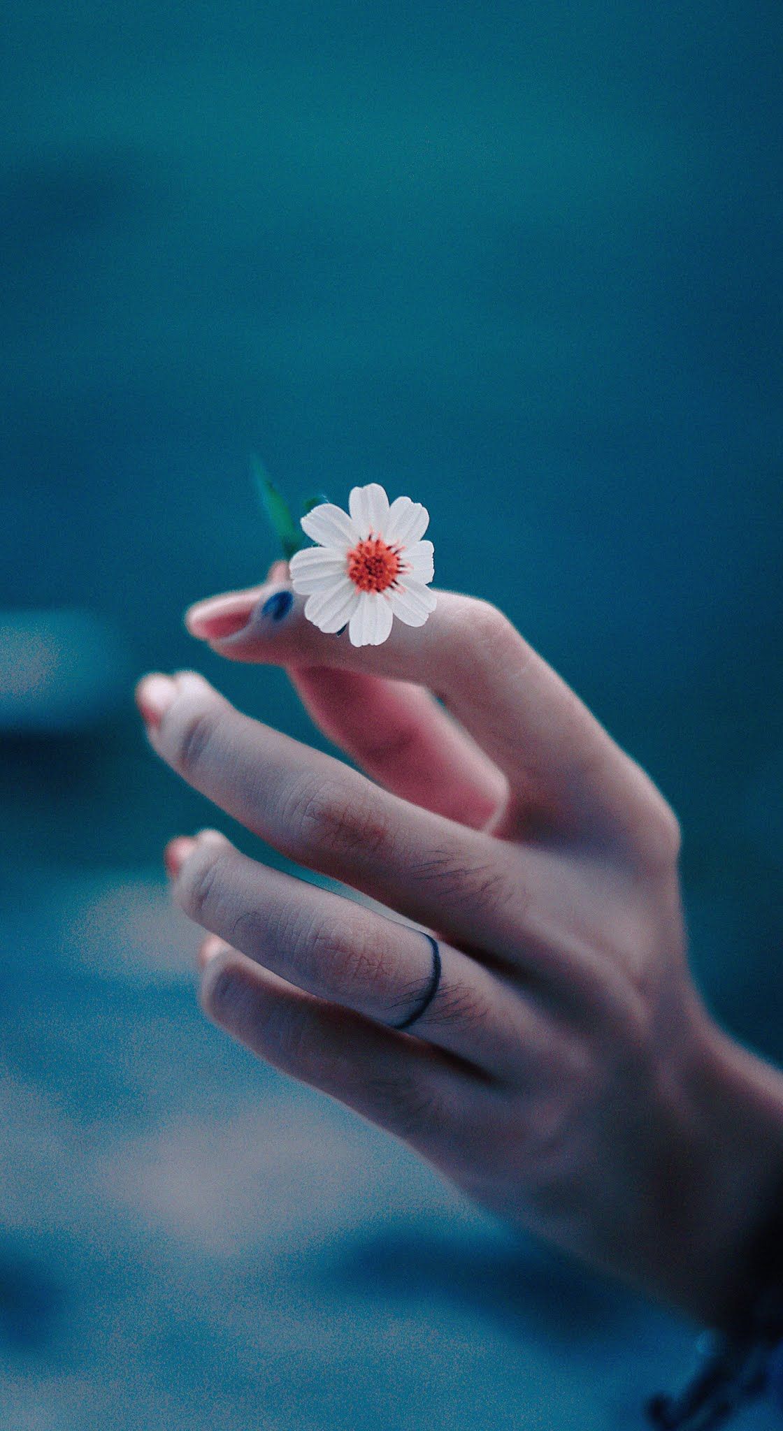 Flower hand, photography, mobile wallpaper. Hand photography, Flowers photography, Hand photo