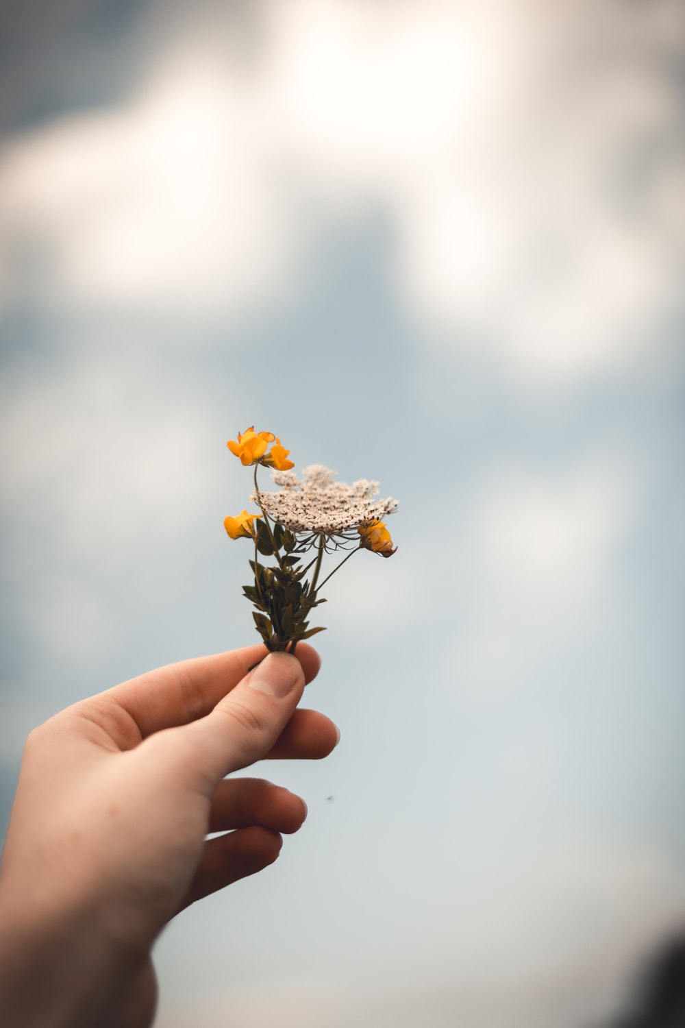 person holding flowers photo