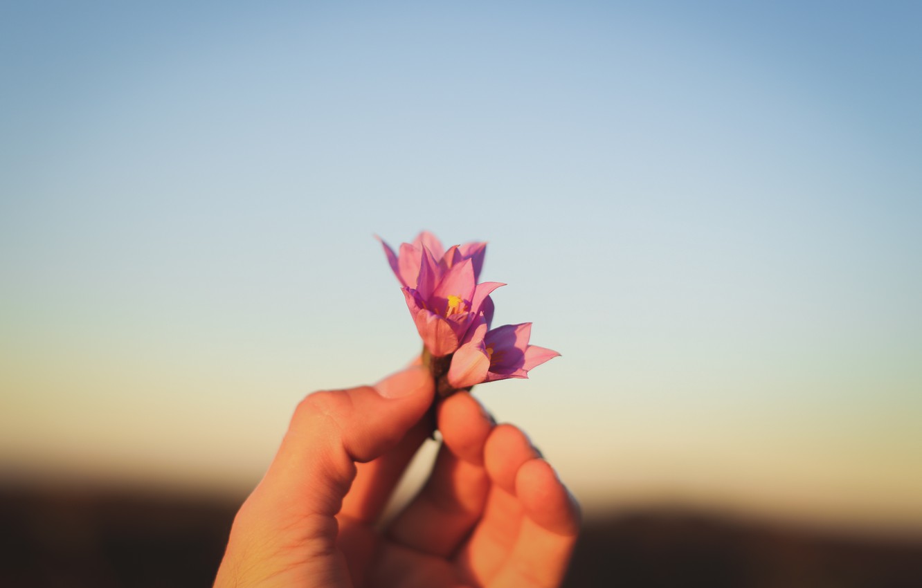 Wallpaper flower, bokeh, hand image for desktop, section цветы