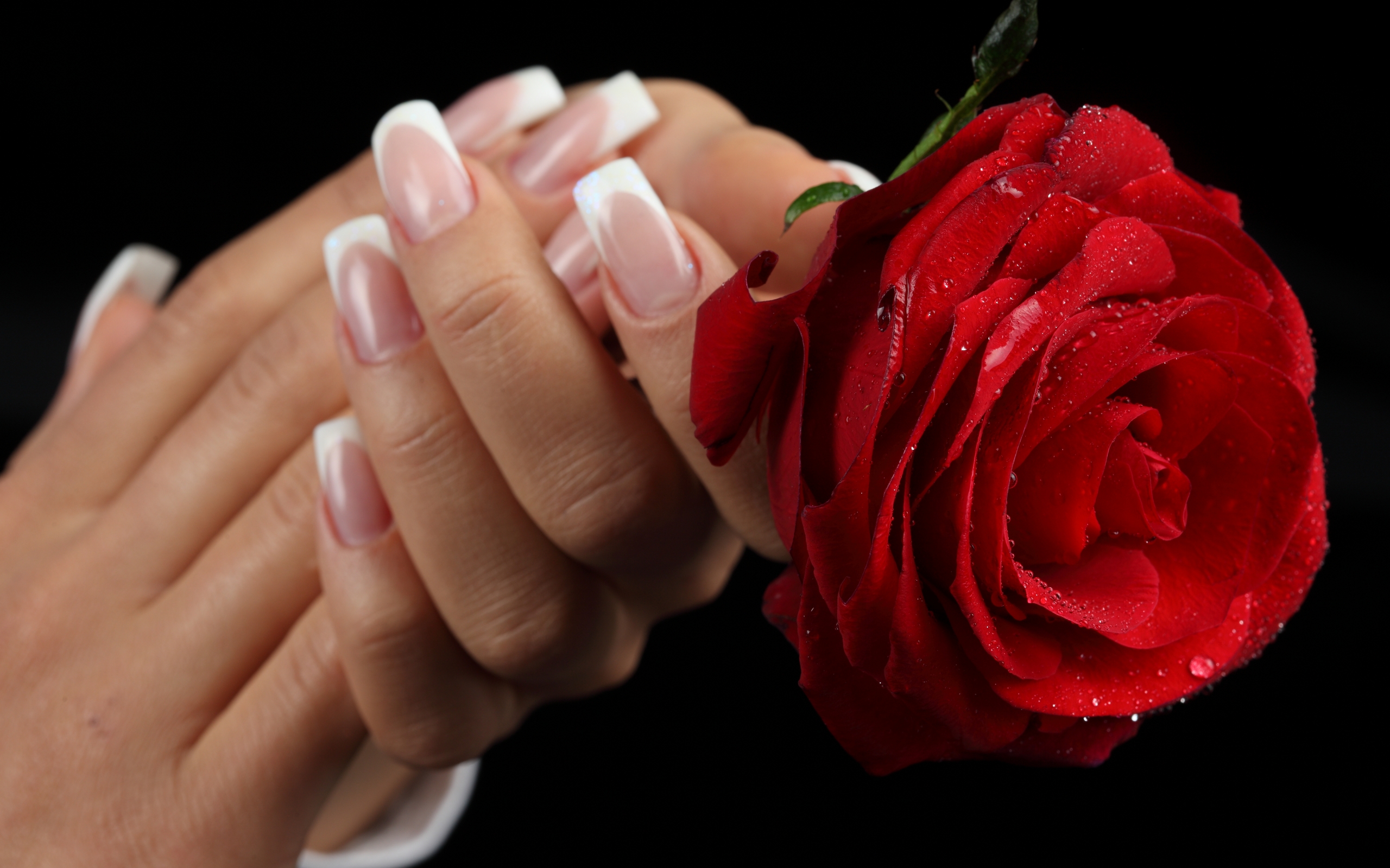 Top Red Flower Rose In Hand Free Wallpaper Good Morning Rose Wallpaper & Background Download