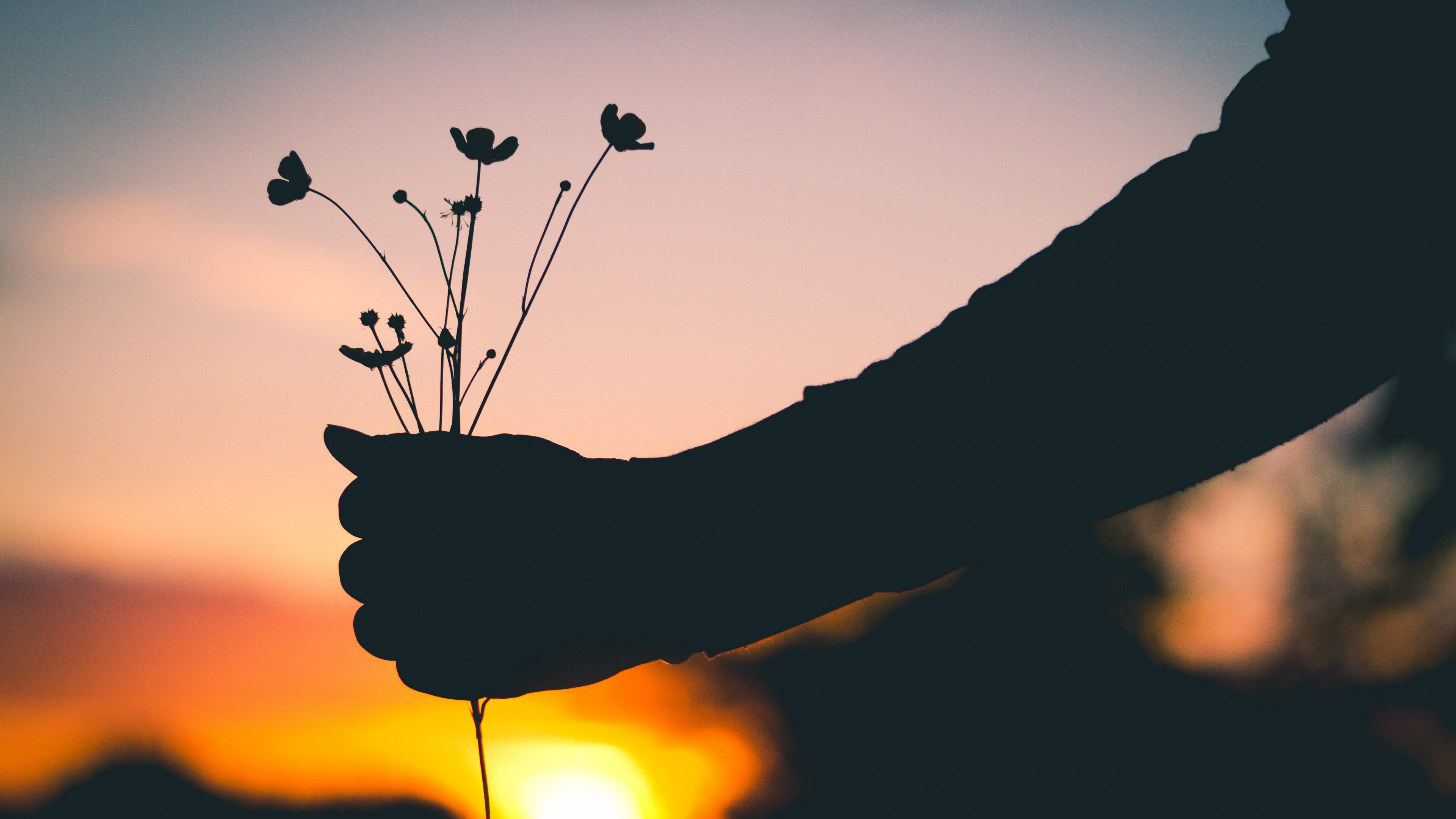 Wallpaper 4k hand, flowers, silhouette, sunset 4k Wallpaper