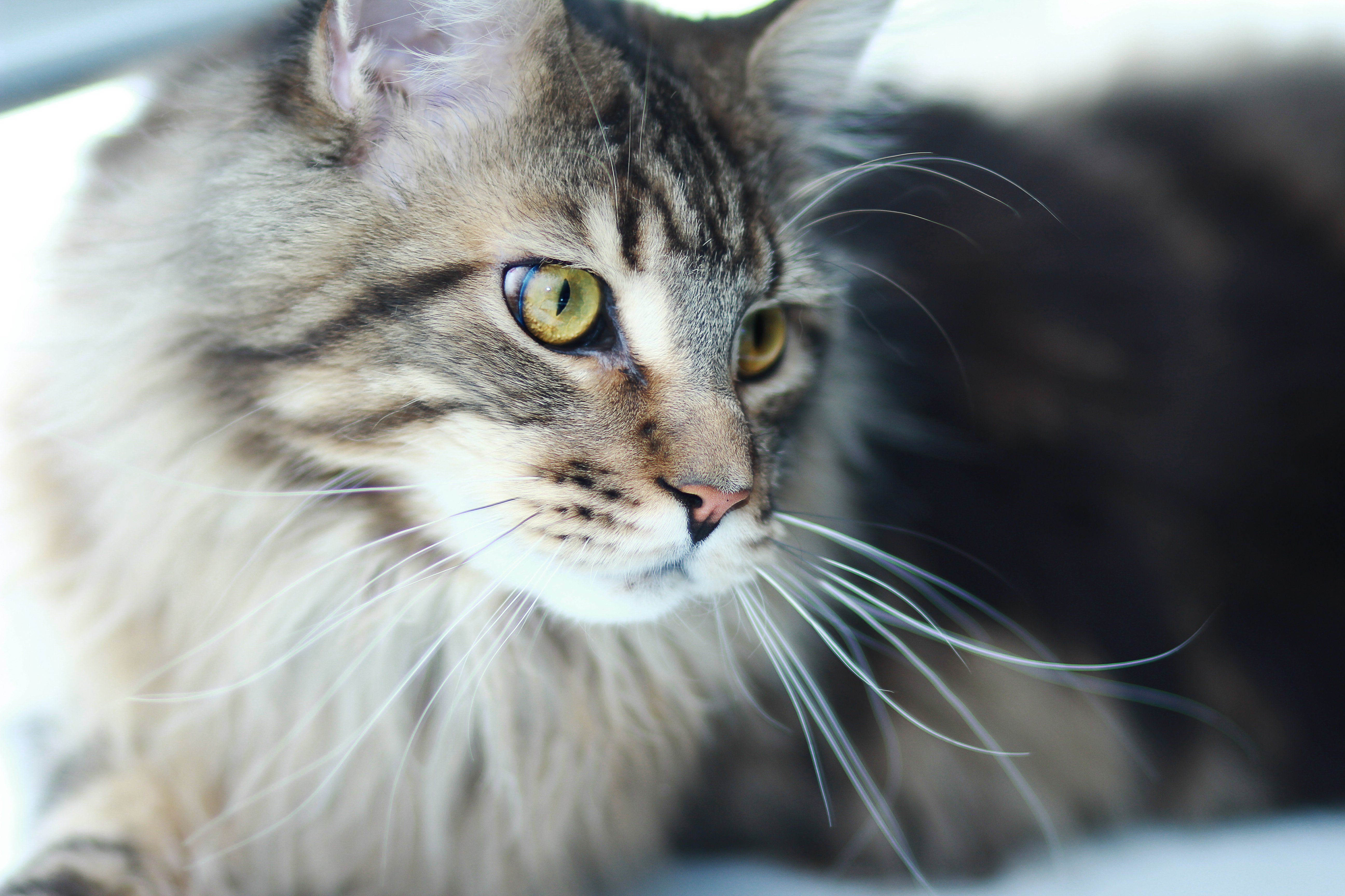 Maine Coon Wallpaper