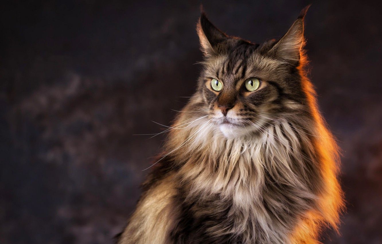 Maine Coon Picture & Videos