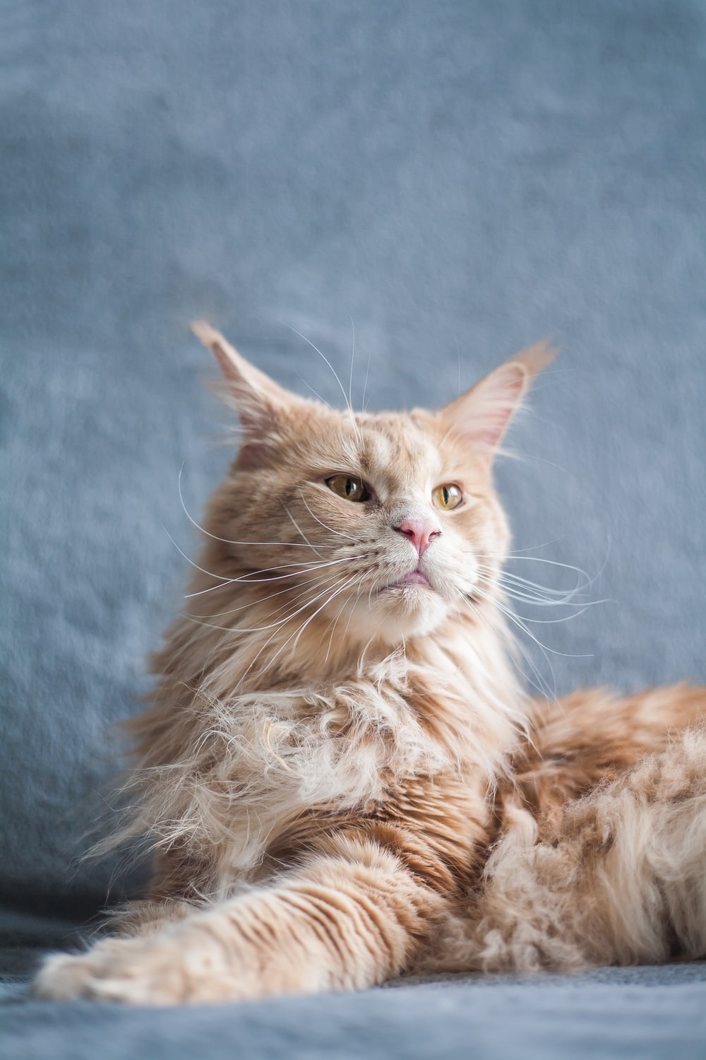 Maine Coon Cat Picture. Download Free Image