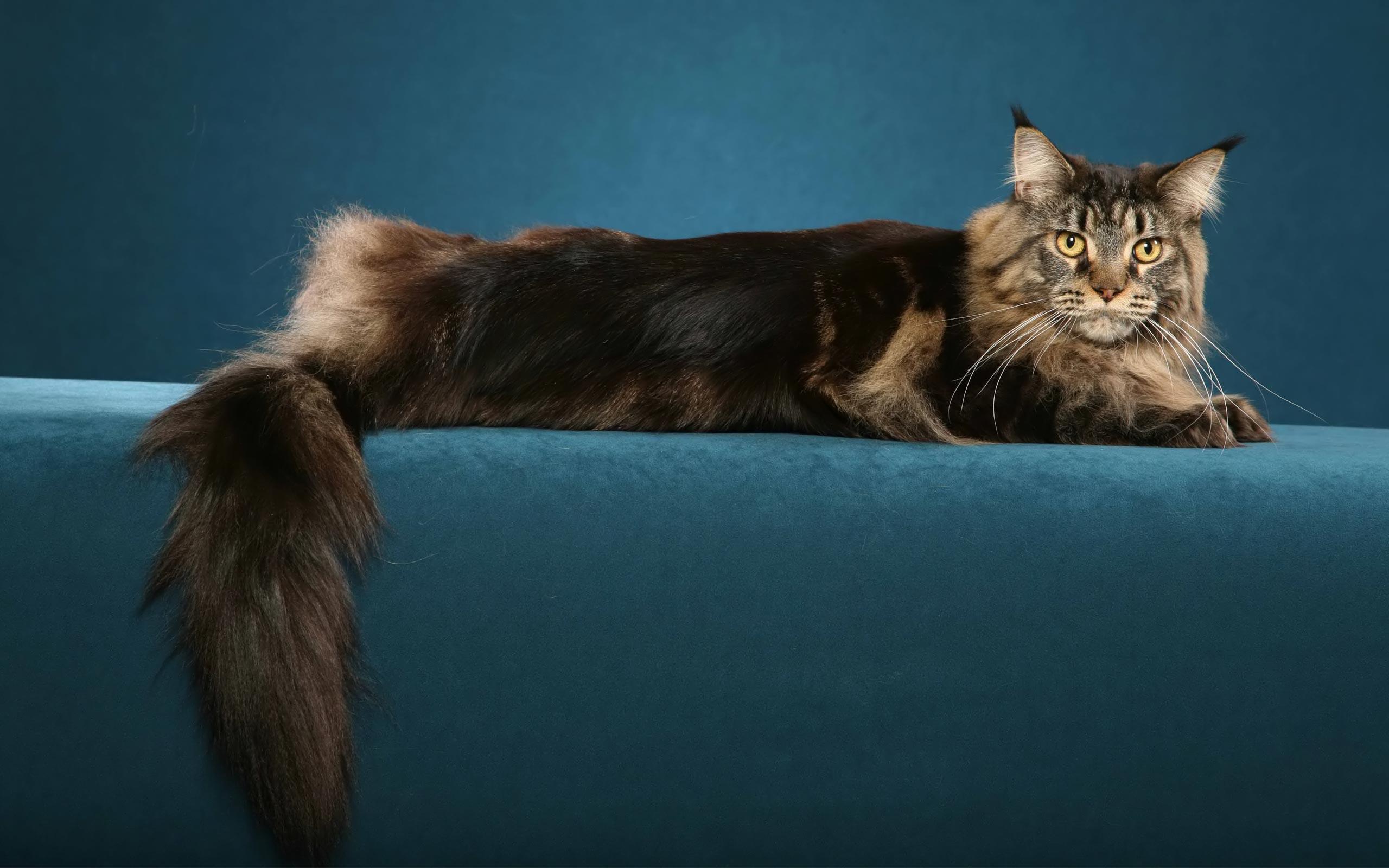 Maine Coon Cat Wallpaper