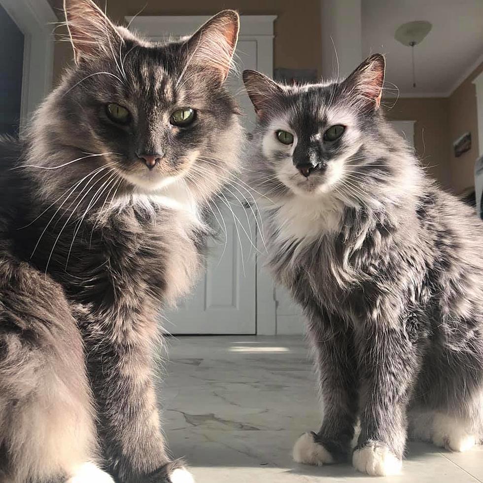 Picture of Awesome Maine Coon Cats in Maine
