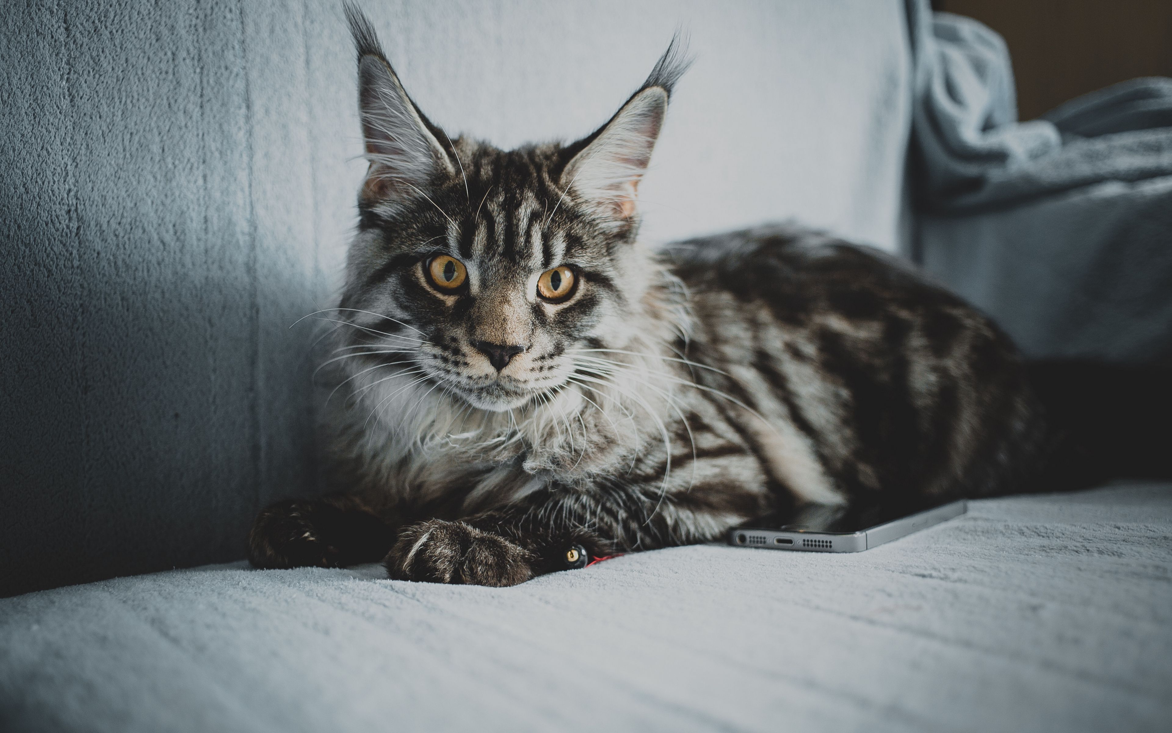 Download wallpaper 3840x2400 maine coon, cat, gray, glance, pet 4k ultra HD 16:10 HD background