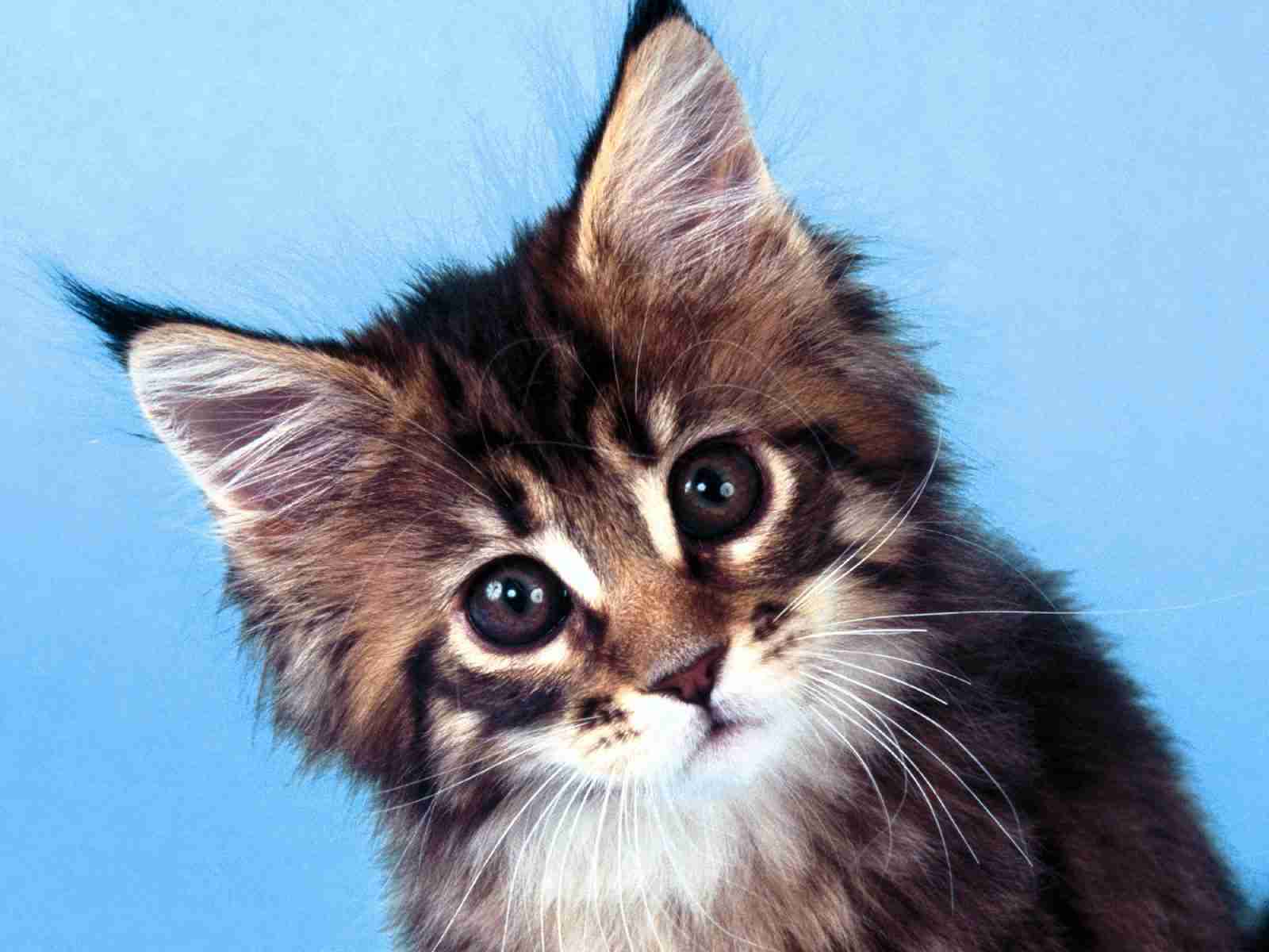 Best Main Coon Cat Wallpaper Cute and Docile