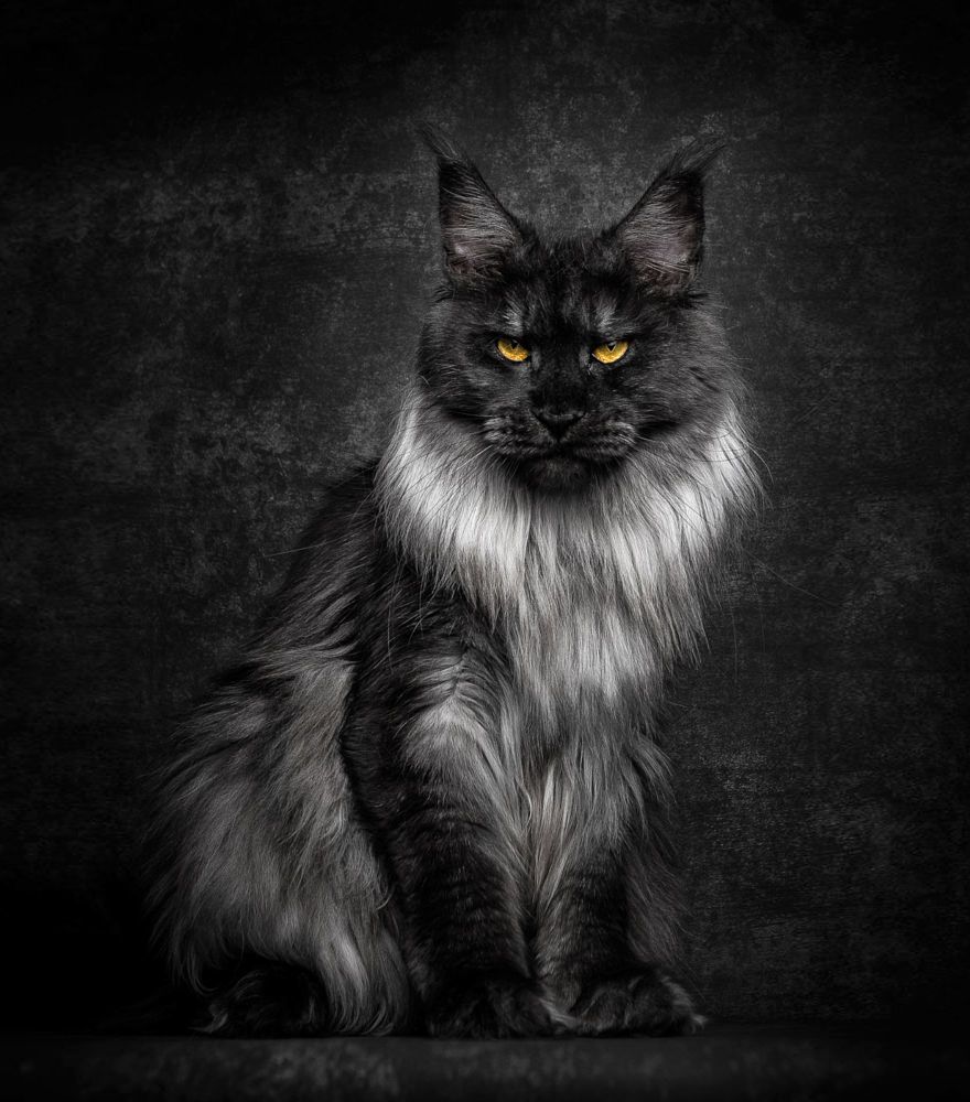 Black Maine Coon Wallpaper
