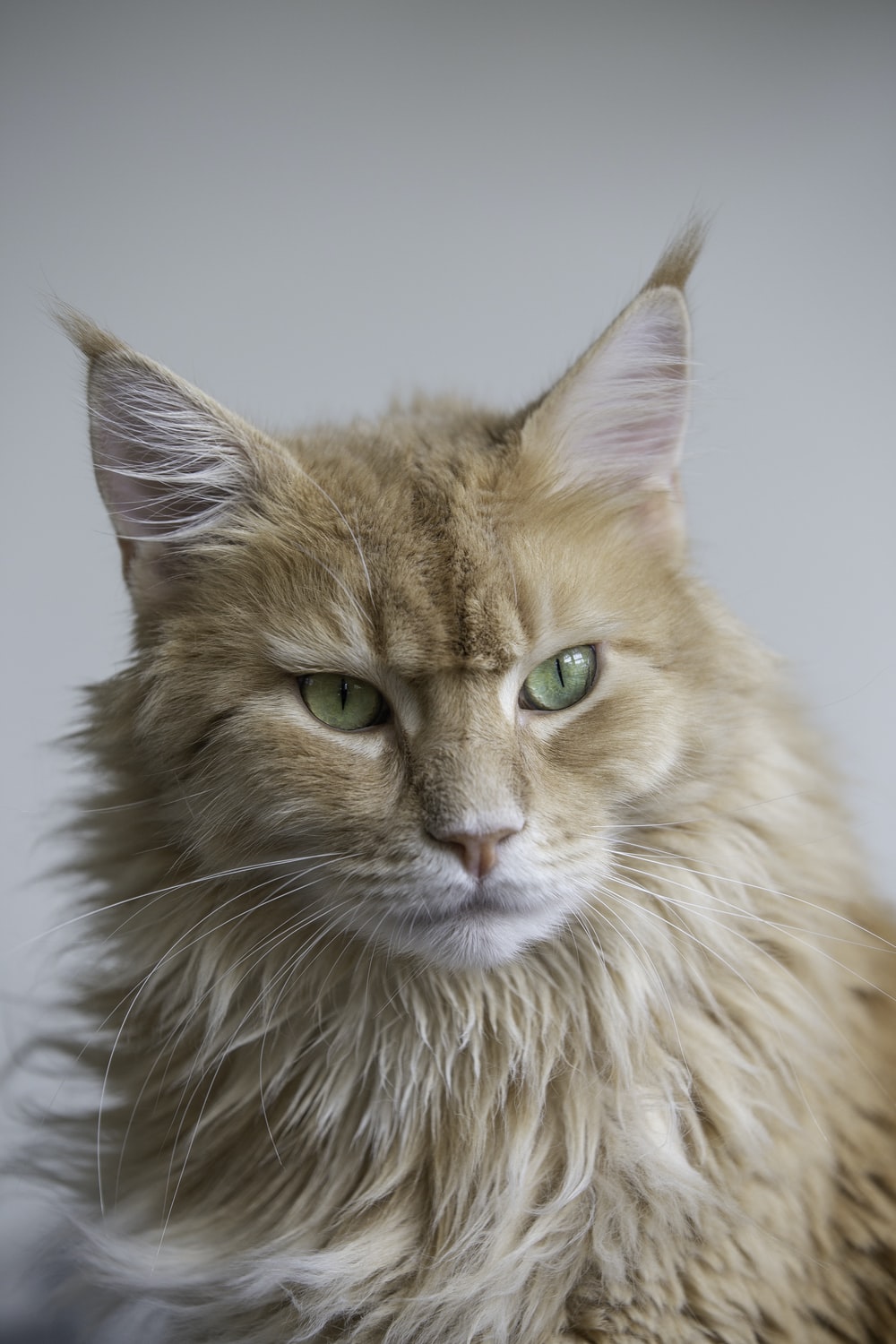 Maine Coon Cat Picture. Download Free Image