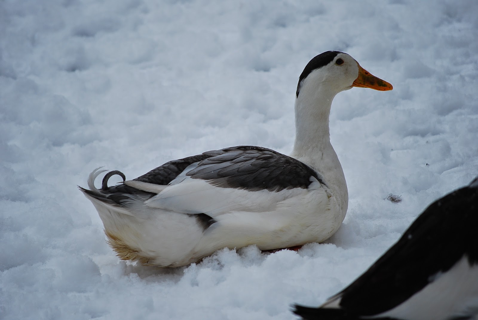 Animals World: cute picture of animal magpie ducks information
