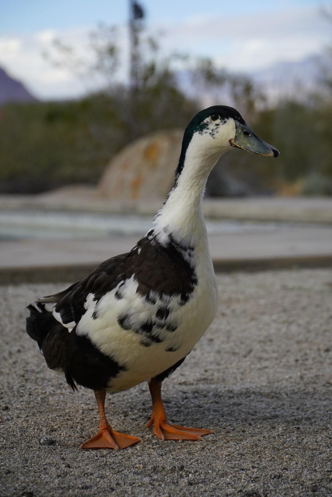 They cooperate for photo, good ducks