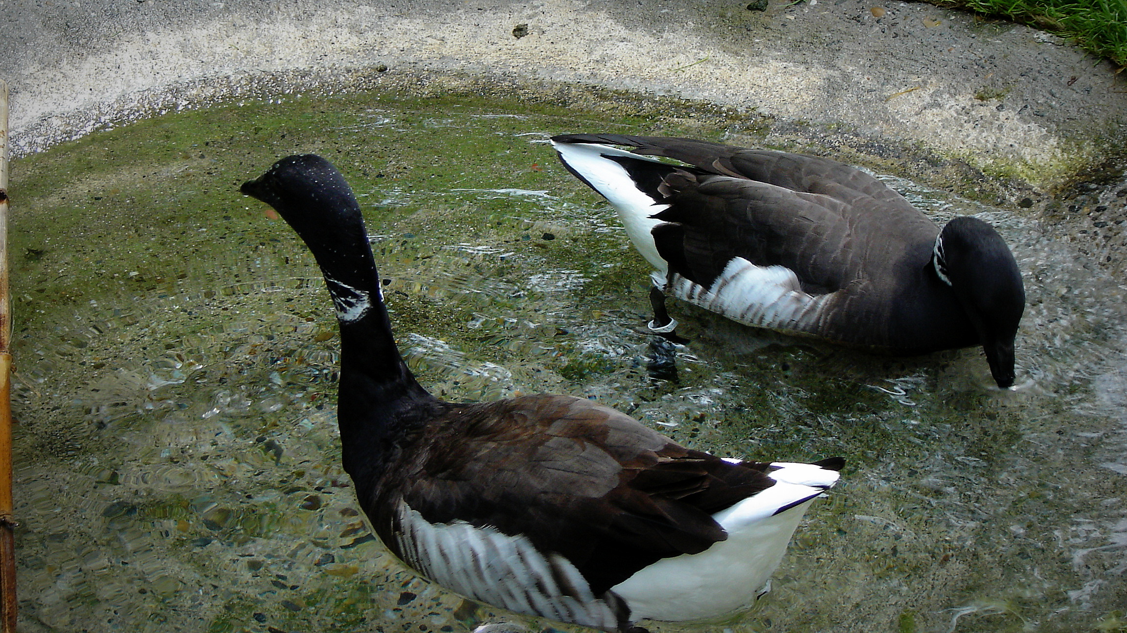 Pecking Order HD Wallpaper