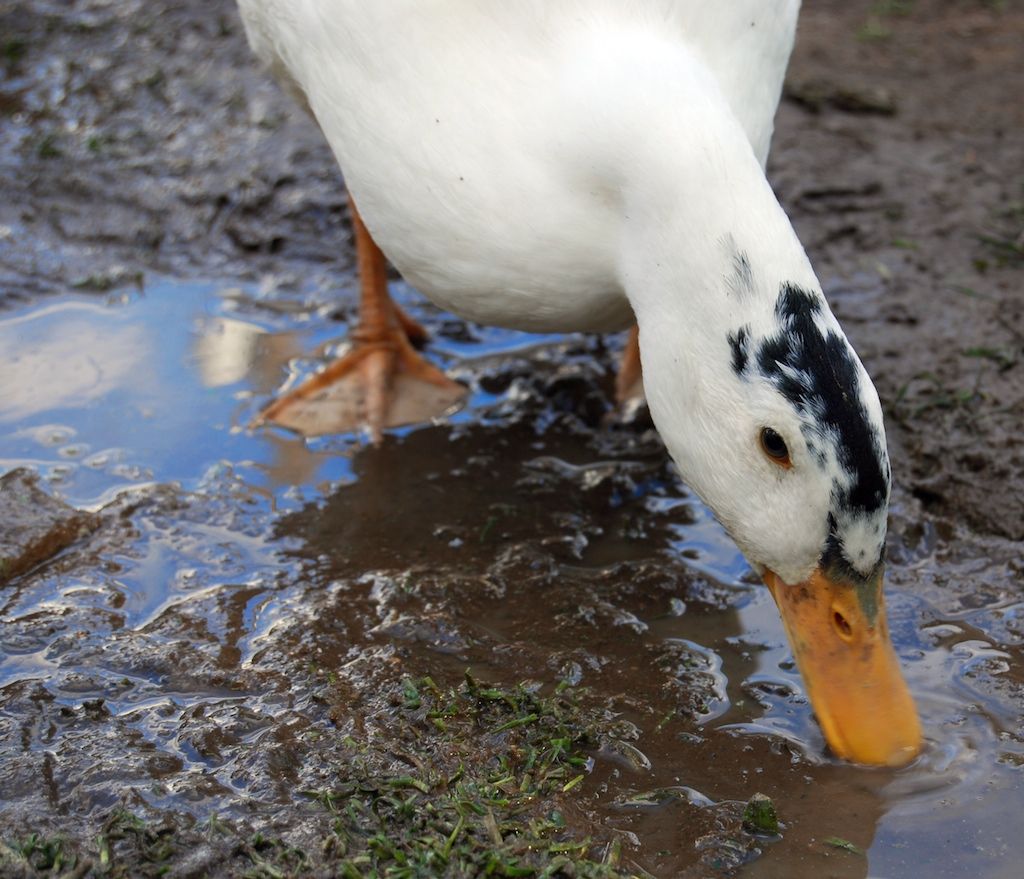Magpie ducks ideas. magpie, duck, waterfowl