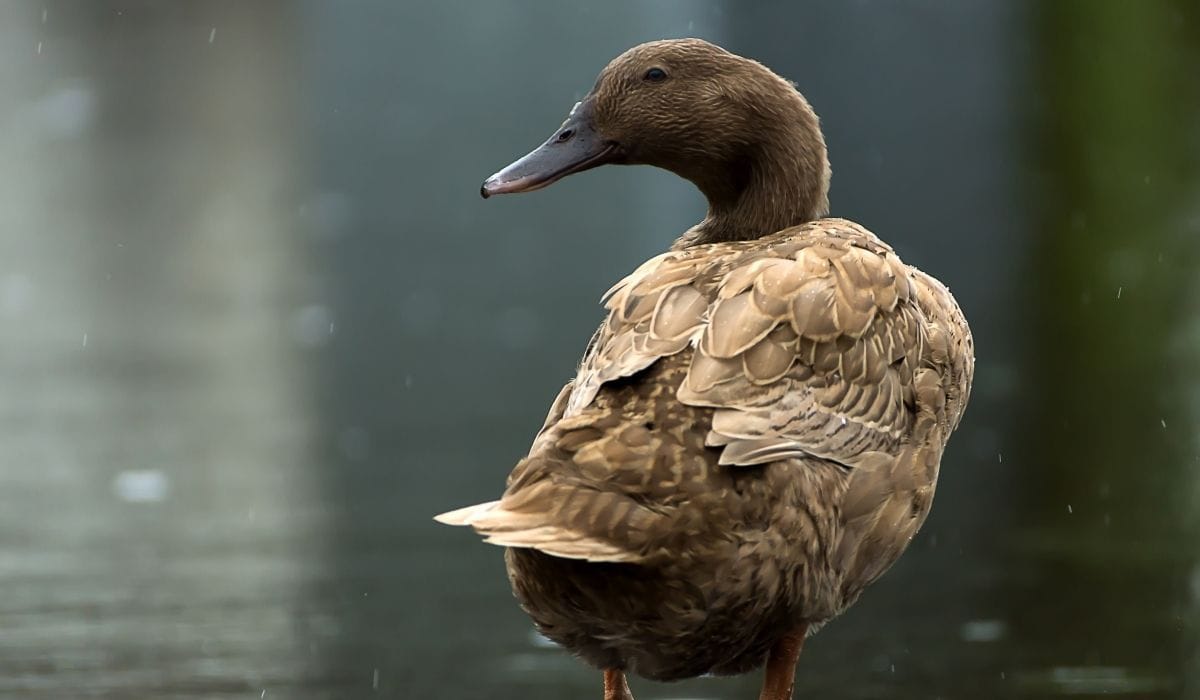 Quietest Duck Breeds