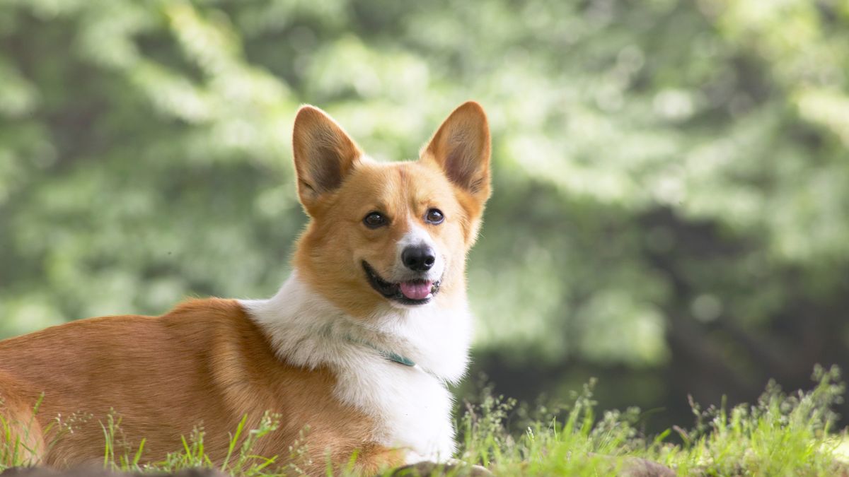 The Queen's Corgi Wallpapers - Wallpaper Cave