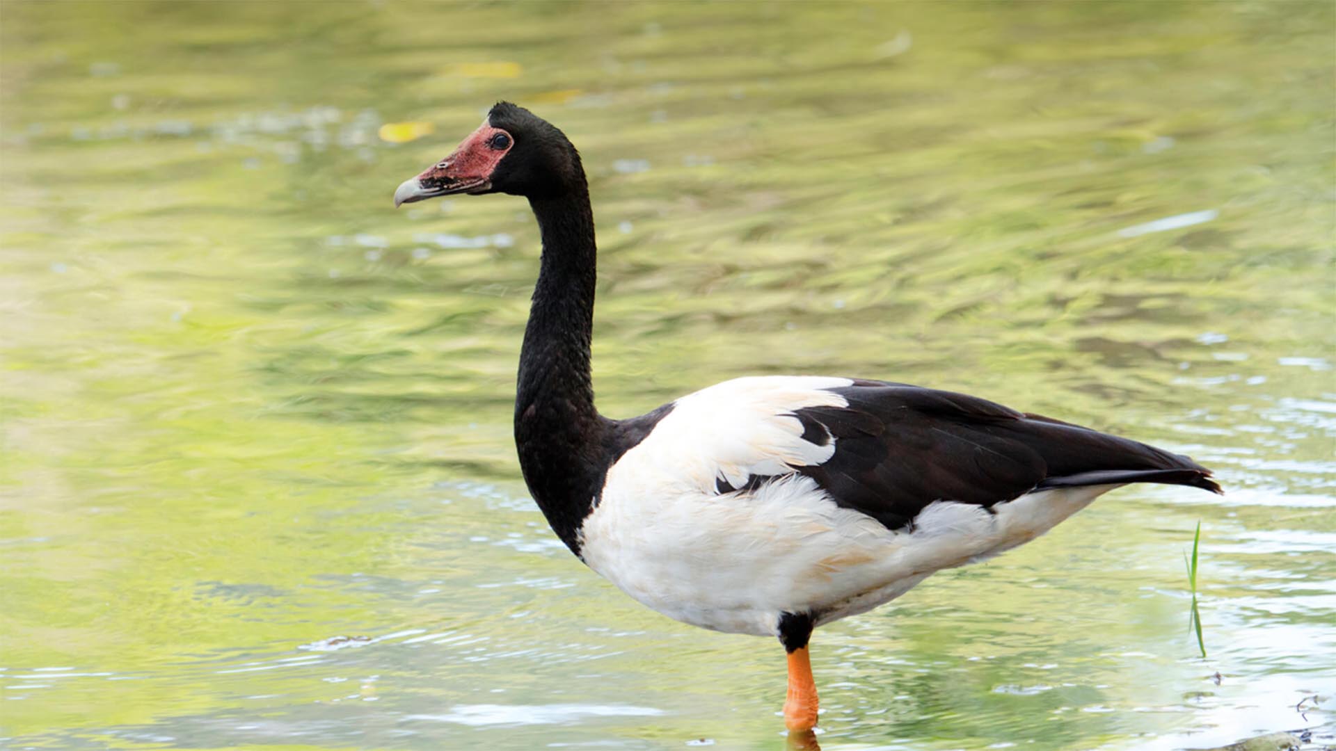 Magpie Goose. San Diego Zoo Animals & Plants