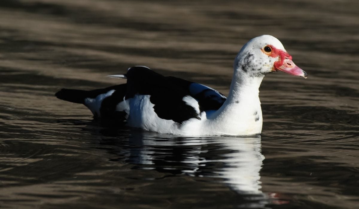 Beautiful Black and White Duck Breeds