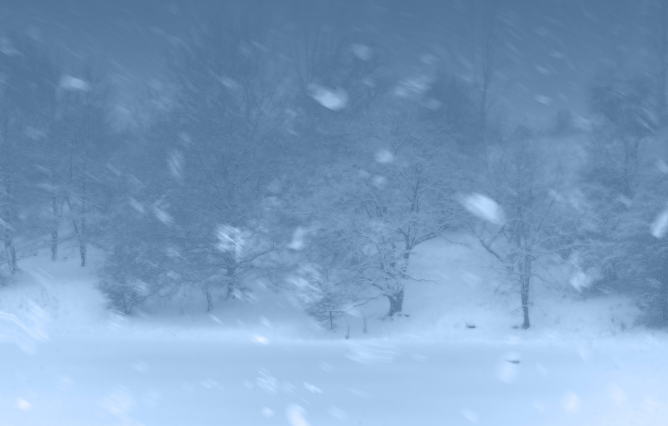 Wallpaper winter, forest, snow, trees, Blizzard image for desktop, section природа