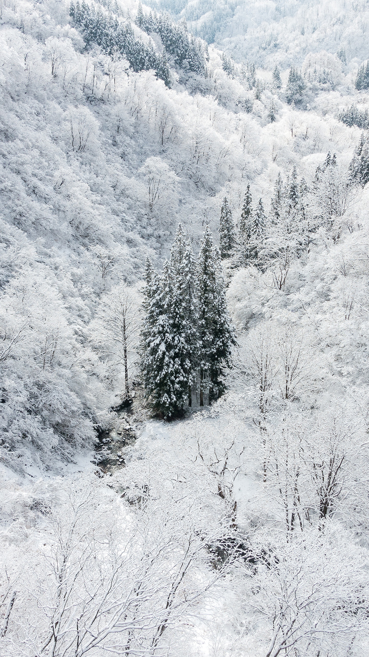 Winter White Snow Wood Forest Mountain Wallpaper