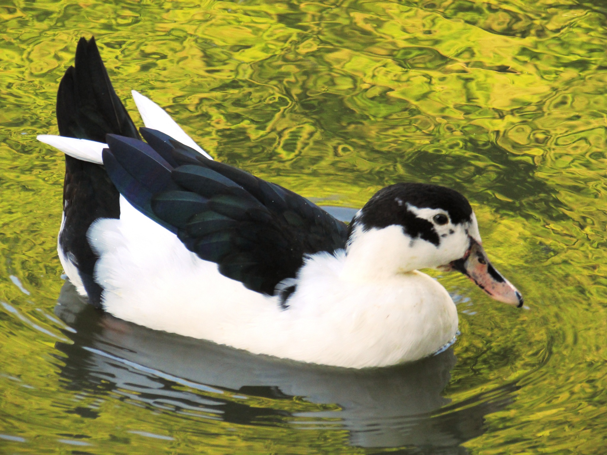 Photos of Mallard × Muscovy Duck (Hybrid Anas platyrhynchos × Cairina moschata) · iNaturalist