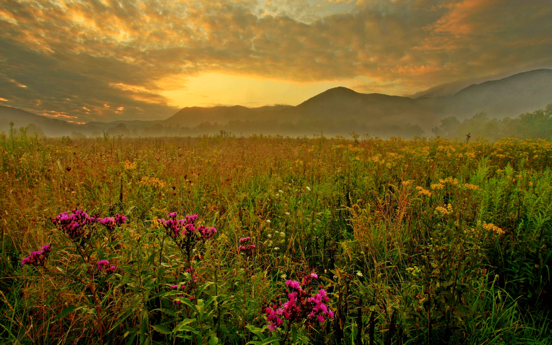Dream Spring 2012 field Wallpaper Wallpaper 96761
