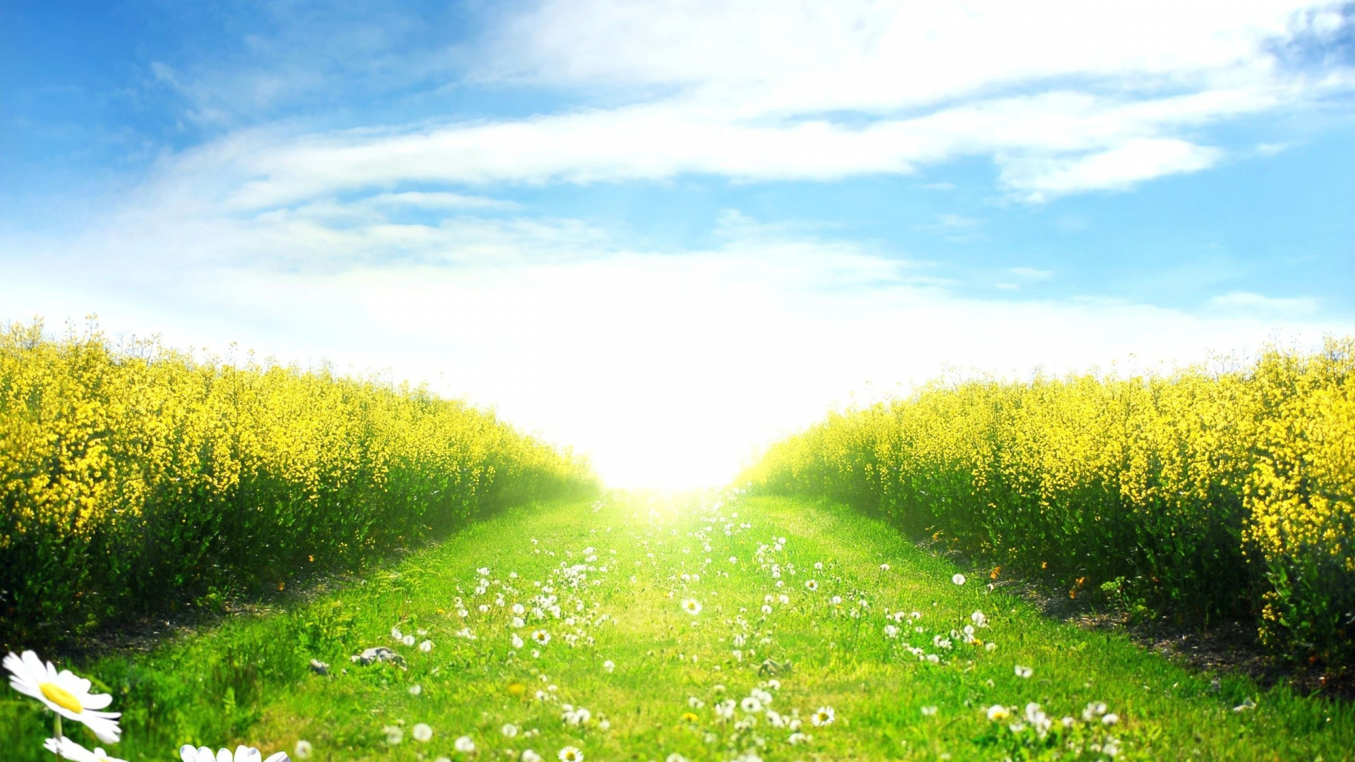 Free download Sunny day in the spring field wallpaper and image wallpaper [2560x1600] for your Desktop, Mobile & Tablet. Explore Sunny Wallpaper Background. Sunny Wallpaper, Sunny Day Wallpaper Desktop